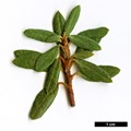 SpeciesSub: subsp. boreale